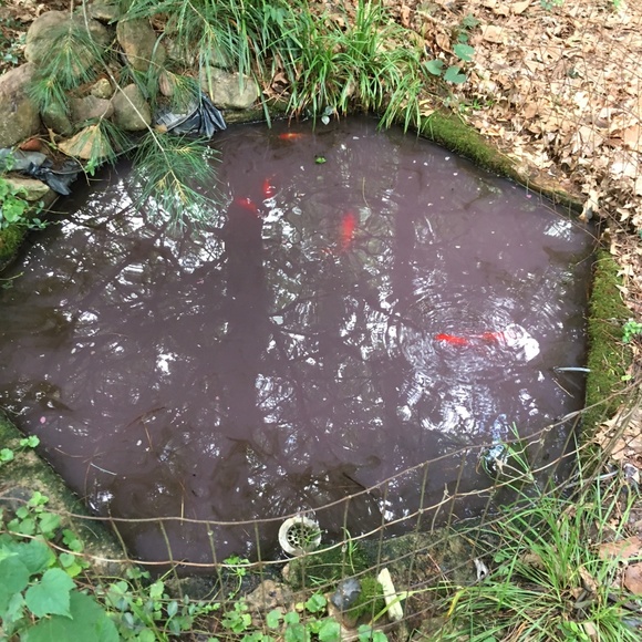 Meet your Posher, David - Picture 10 of 16